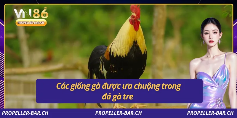 Các giống gà được ưa chuộng trong đá gà tre