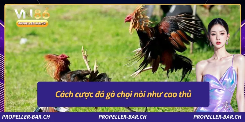 Cách cược đá gà chọi nòi như cao thủ