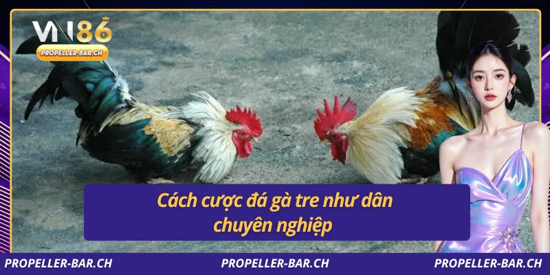 Cách cược đá gà tre như dân chuyên nghiệp
