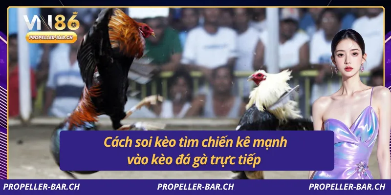Cách soi kèo tìm chiến kê mạnh vào kèo đá gà trực tiếp