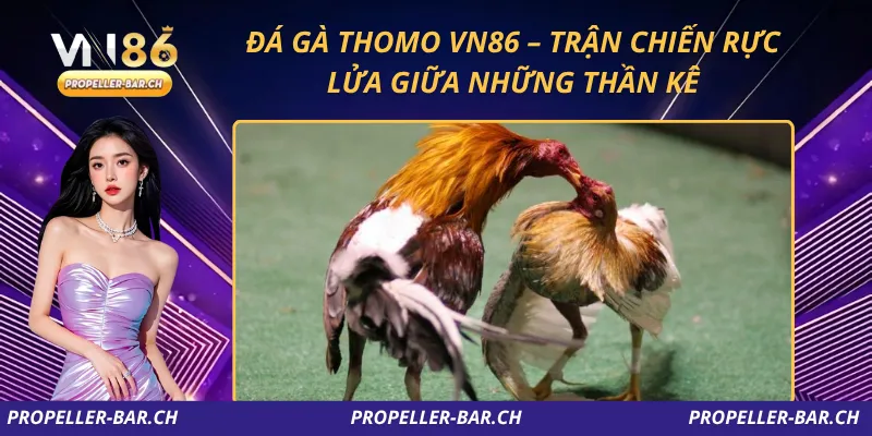 Đá Gà Thomo VN86 – Trận Chiến Rực Lửa Giữa Những Thần Kê