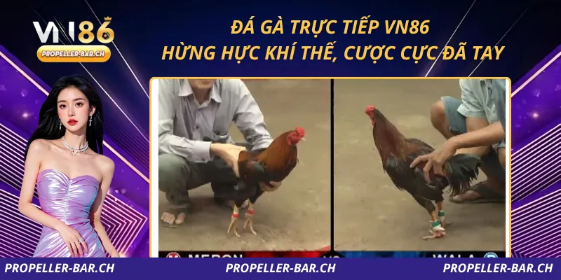 Đá Gà Trực Tiếp VN86 – Hừng Hực Khí Thế, Cược Cực Đã Tay