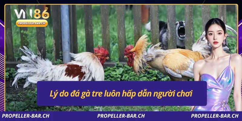 Lý do đá gà tre luôn hấp dẫn người chơi