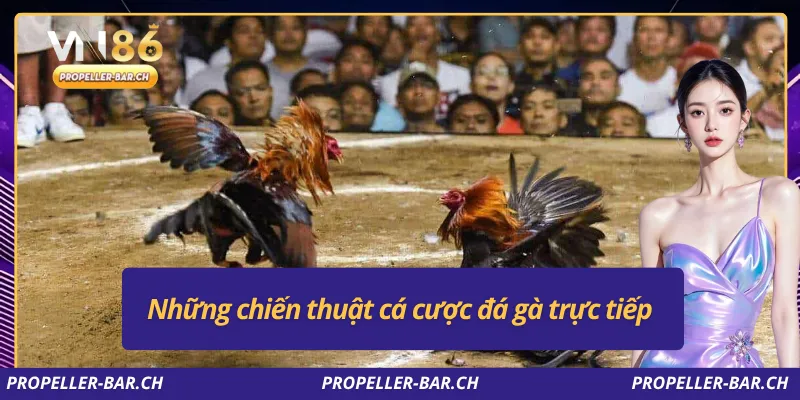 Những chiến thuật cá cược đá gà trực tiếp