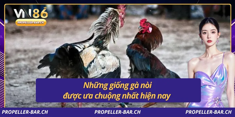 Những giống gà nòi được ưa chuộng nhất hiện nay