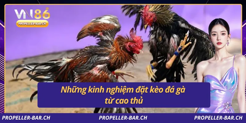 Những kinh nghiệm đặt kèo đá gà từ cao thủ