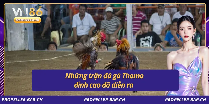 Những trận đá gà Thomo đỉnh cao đã diễn ra